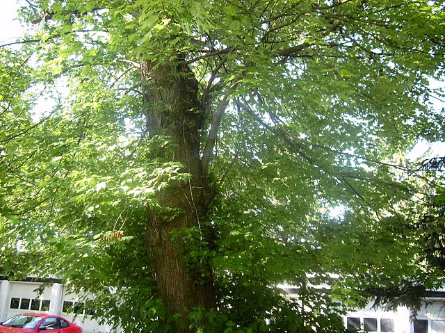 tree removal service