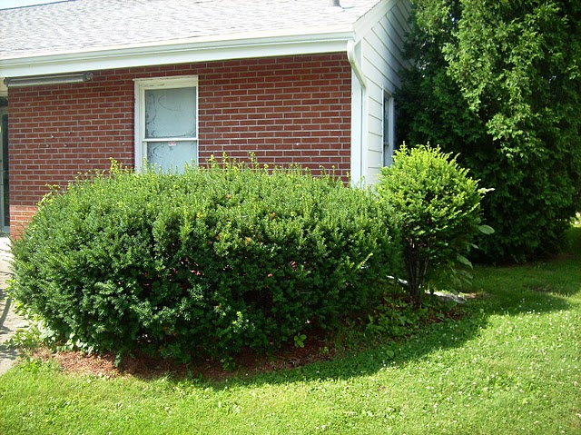 tree removal service