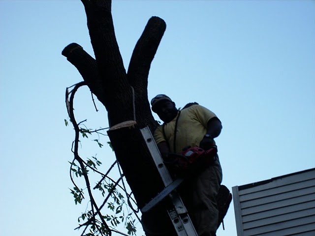 tree removal service